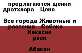 предлагаются щенки дратхаара › Цена ­ 20 000 - Все города Животные и растения » Собаки   . Хакасия респ.,Абакан г.